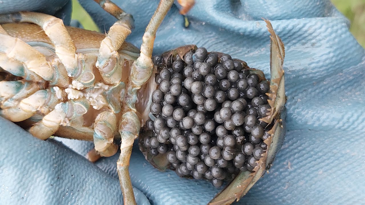 No pirmā acu uzmetiena tas izskatās kā parasts vēžveidīgs, bet patiesībā tas ir invazīvs sugas pārstāvis Spānijā, ko ieveda Filips II.