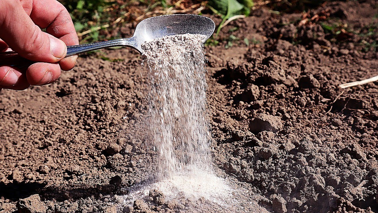 Kādas ir priekšrocības, pievienojot sāli augu augsnei, un kad tas var būt kaitīgi dārzam?