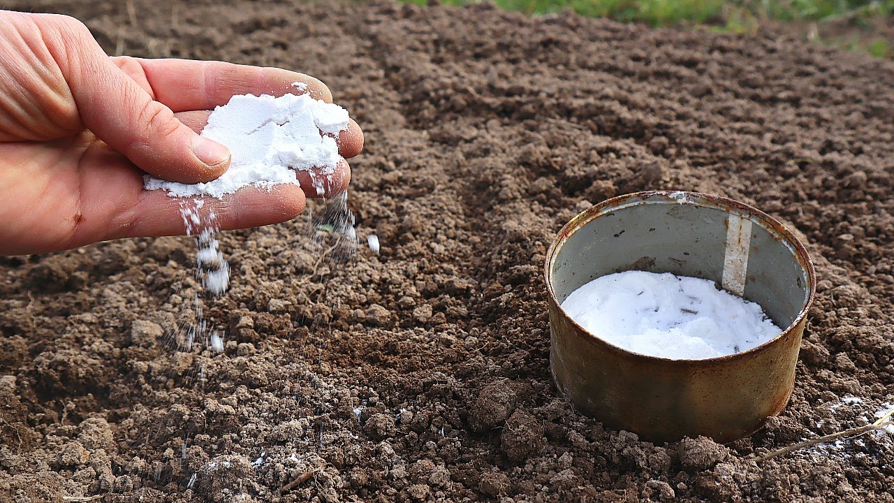 Kādas ir priekšrocības, pievienojot sāli augu augsnei, un kad tas var būt kaitīgi dārzam?