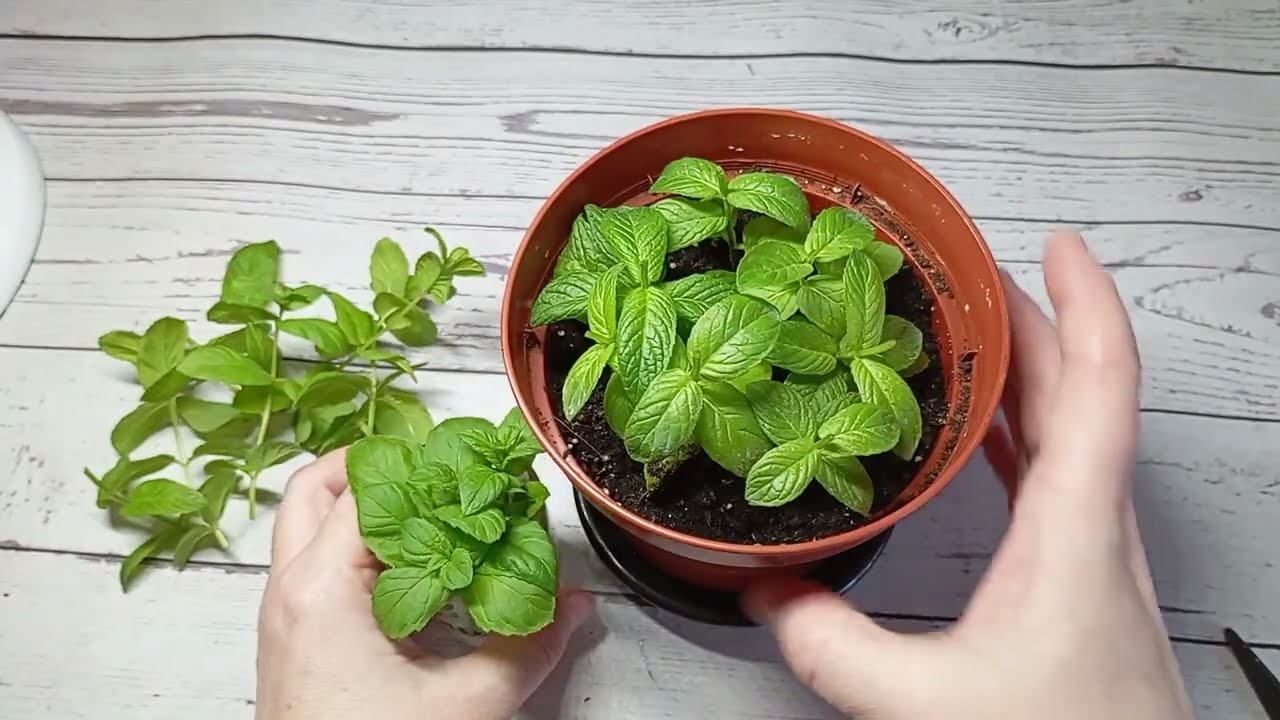 Kādi ir piparmētru veidi un kurus no tiem vislabāk audzēt podiņā?