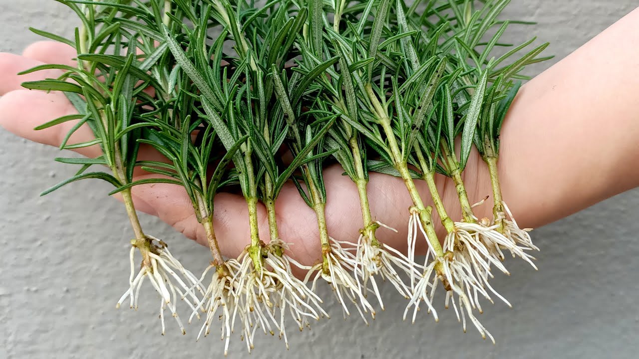 Rozmarīna zaru novietošana pie balkona ieejas: kāpēc tas ir nepieciešams un kāpēc tas ir ieteicams.