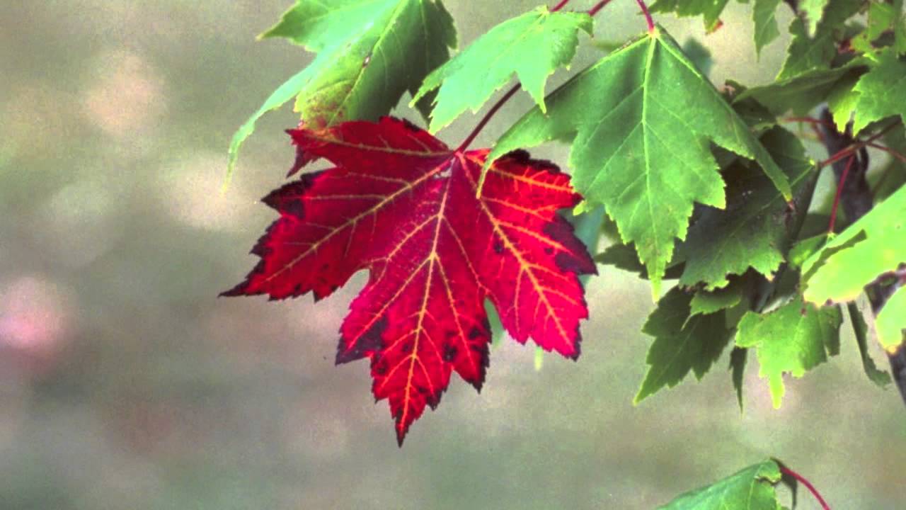 Ideāli piemērots mazām mājām: koks nodrošina ēnu visu vasaru, neizrauj zemi ar saknēm un ir izturīgs pret sausumu.