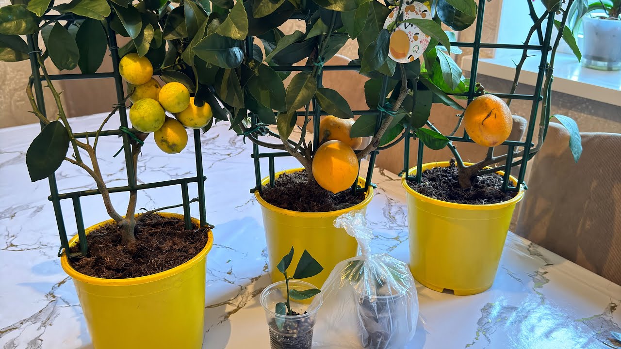 Citronkoks: kāpēc augsnei pievienot ābolu mizas un kādēļ tās ir noderīgas?