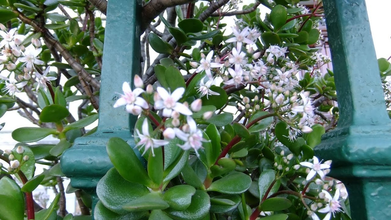 Kas, saskaņā ar feng šui, nozīmē nefrita koka ziedēšanu?