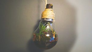 Uzziniet, kā izveidot skaistu rotājumu savam dārzam vai mājai, izmantojot izdegušu spuldzi.