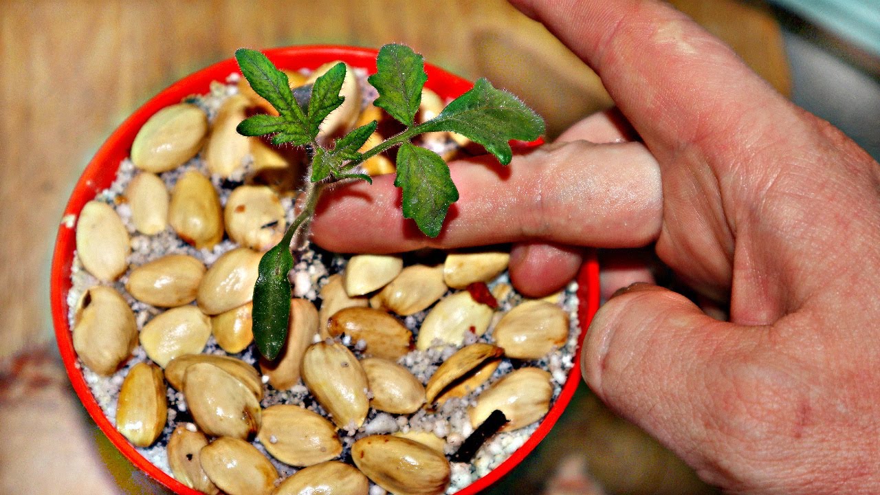 No atkritumiem līdz puķu podam: kāpēc pistāciju čaumalas ir “zelts”, kas jūsu augiem ir tik ļoti nepieciešams tieši tagad.