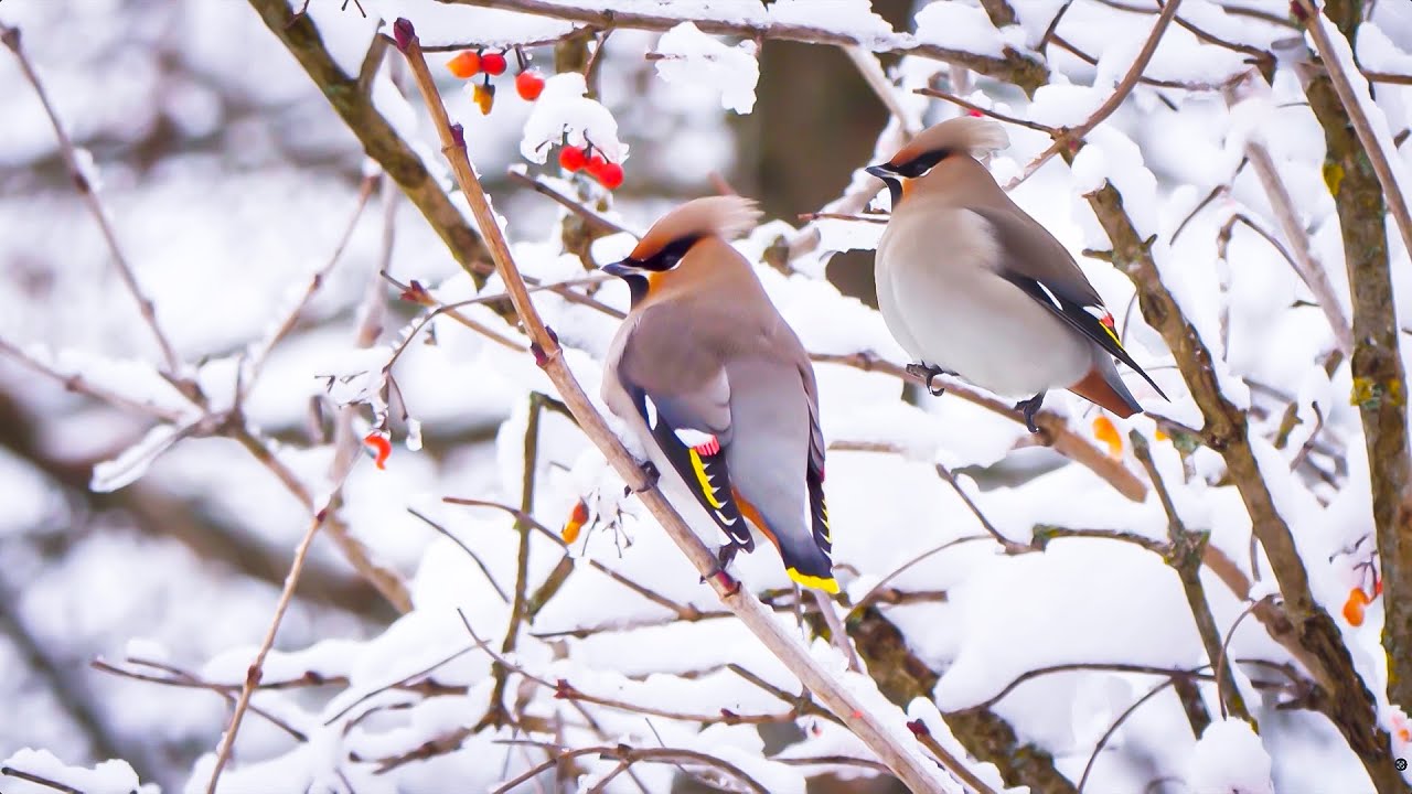 Ziemas putnu stunda 2026: pievienojieties atkal!
