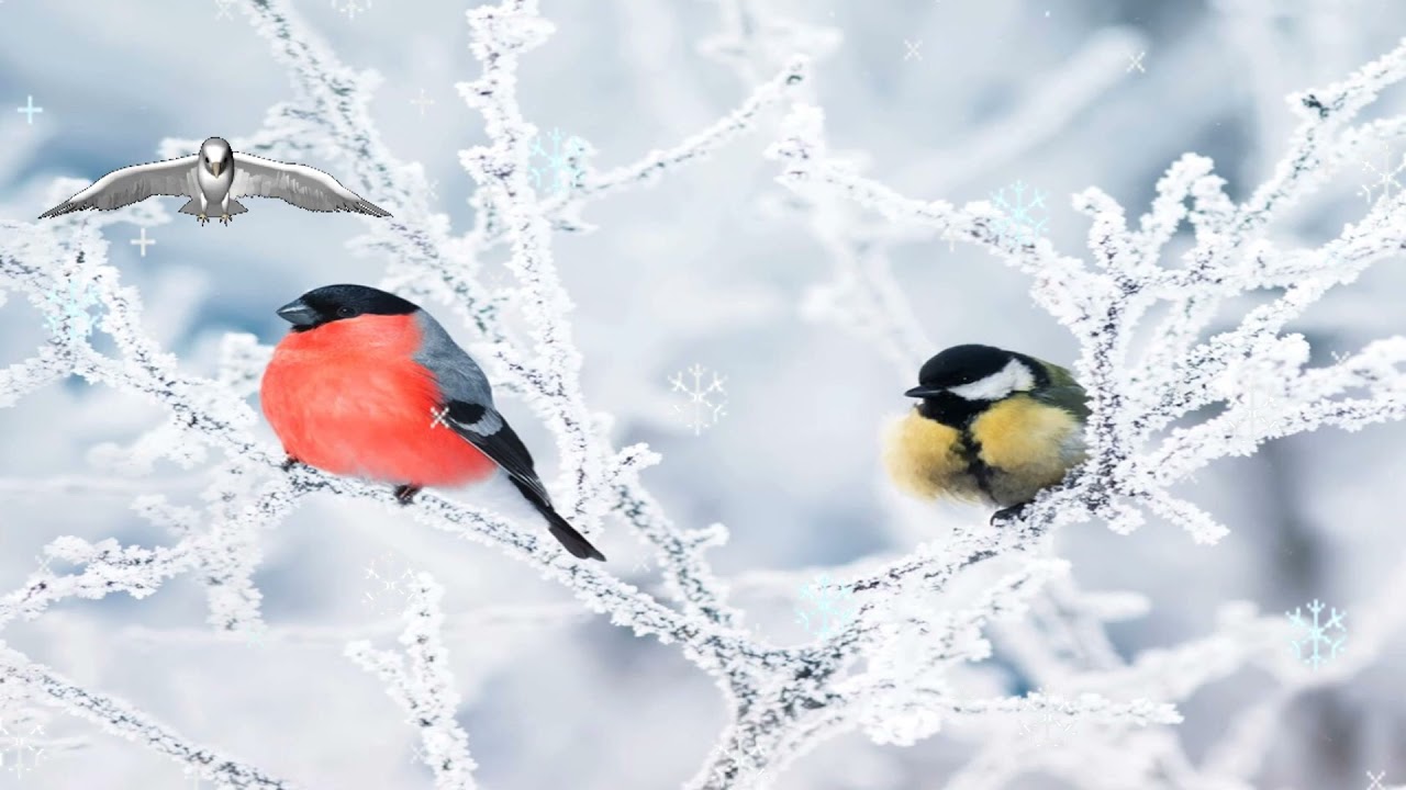 Ziemas putnu stunda 2026: pievienojieties atkal!