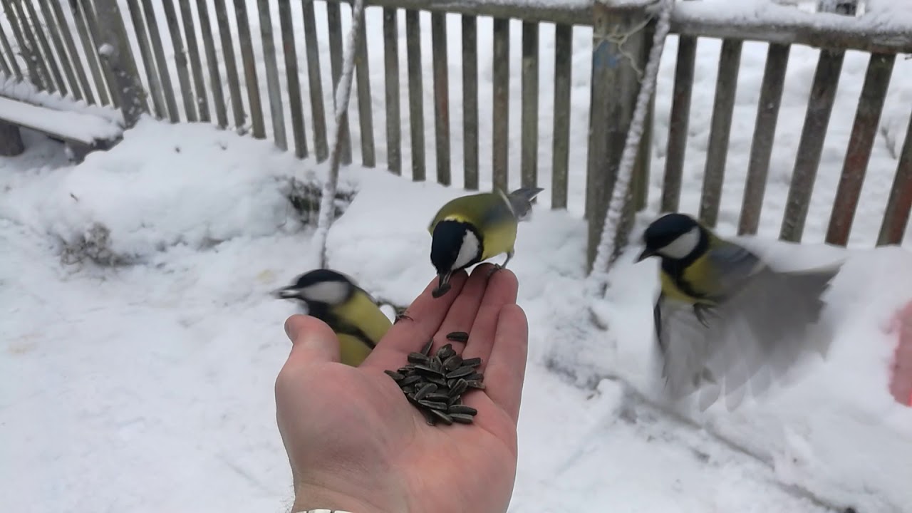 Ziemas putnu stunda 2026: pievienojieties atkal!