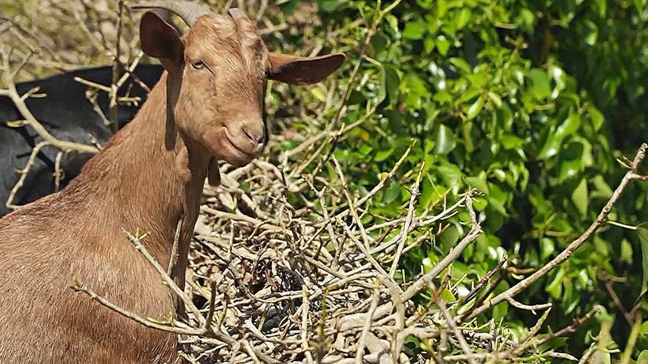 No pirmā acu uzmetiena šķiet, ka tā ir parasta kazas, bet patiesībā tā ir bīstama invazīva suga, kas iznīcina Kanāriju salu ekosistēmas.