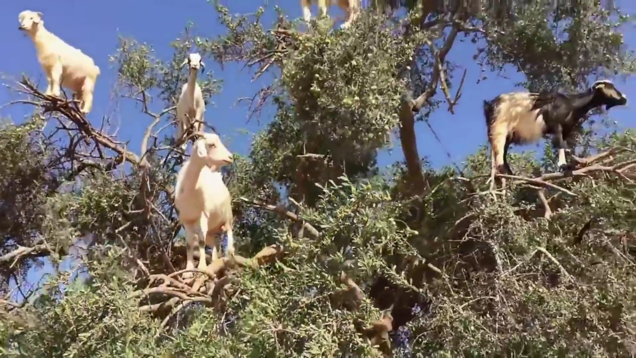 No pirmā acu uzmetiena šķiet, ka tā ir parasta kazas, bet patiesībā tā ir bīstama invazīva suga, kas iznīcina Kanāriju salu ekosistēmas.