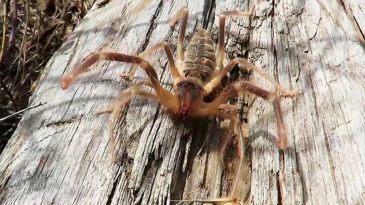 Viņi aicina būt uzmanīgiem, ja jūs savā mājā atrodat šo Vidusjūras kukaiņu: tam ir daudz vairāk kāju nekā zirneklim, un tas ir indīgs.