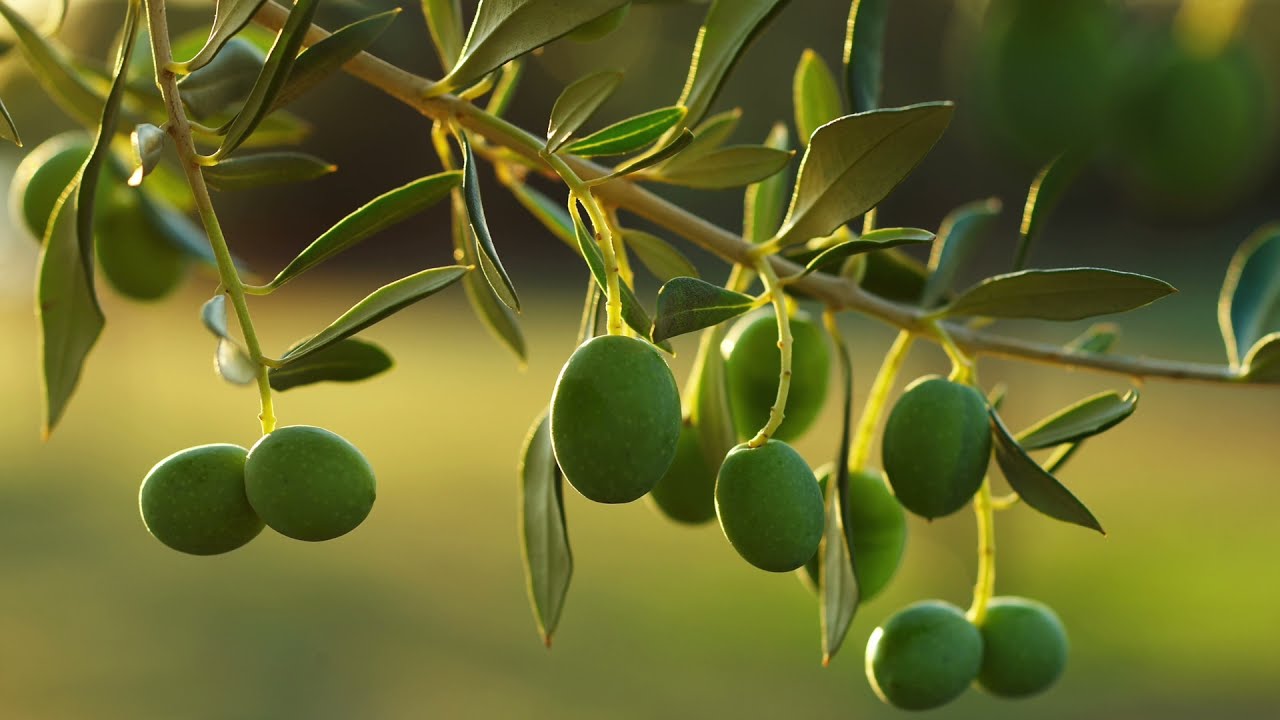 Pilnīga pārmaiņa atkritumu apsaimniekošanas jomā: olīvu kauliņi ir dārgums, un mēs nedrīkstam tos izmest.