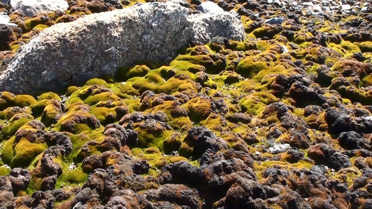 Zinātnieki zem Antarktīdas ledus atklāja kaut ko, ko viņi nekad nebūtu varējuši iedomāties — objektu, kas ir vairāk nekā 34 miljonus gadu vecs.