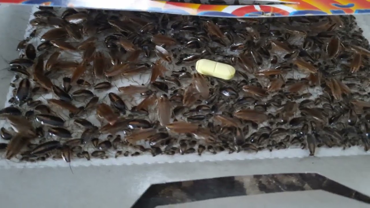 Kur vislabāk novietot prusaku slazdus, lai novērstu to parādīšanos jūsu mājā?