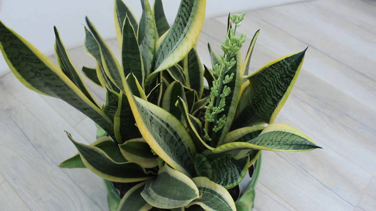 7 labākie augi, lai izrotātu vannas istabu bez logiem (un kā par tiem rūpēties)