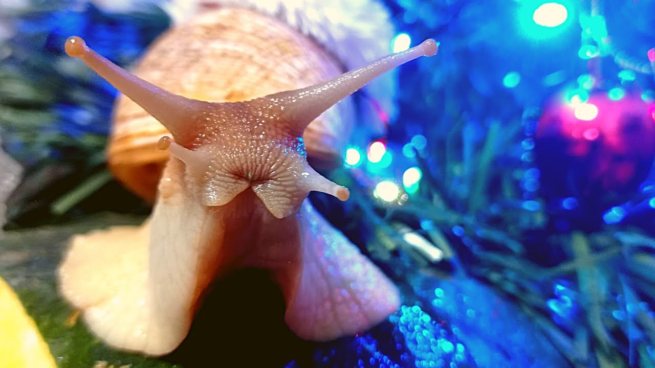 Pēc vairāk nekā trīsdesmit gadu pārtraukuma savvaļā retās Havaju gliemeži atgriežas mežos vēsturiskas reintrodukcijas programmas ietvaros, kas vainago gandrīz 50 gadus ilgušo zinātnisko pētījumu un vides aizsardzības darbu.