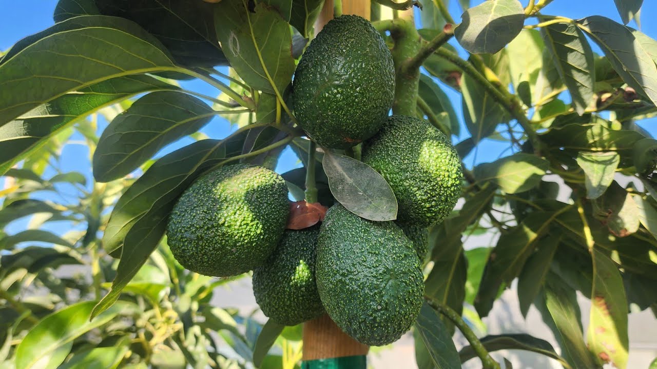 Avokado gads: 2025. gadā gaidāma sīva konkurence un rekordlieli pārdošanas apjomi.