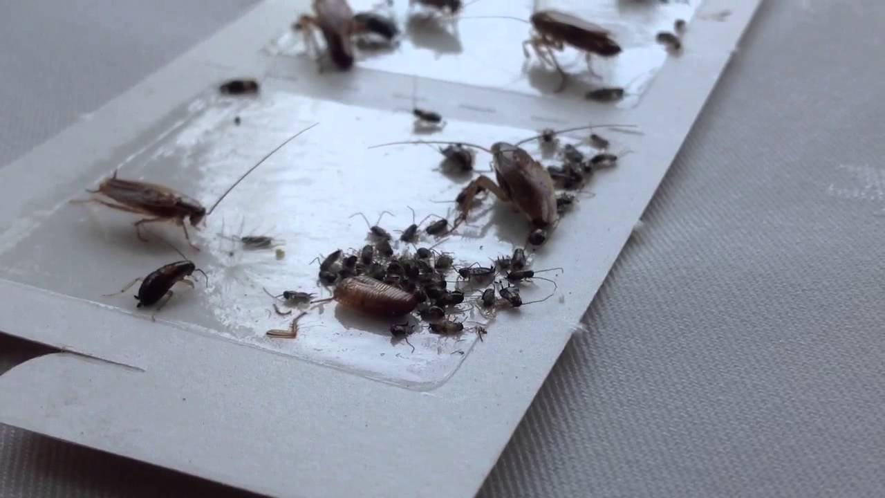 Kur vislabāk novietot prusaku slazdus, lai novērstu to parādīšanos jūsu mājā?