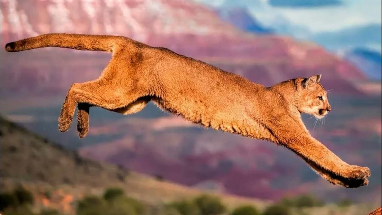 Jaguar un puma: kā divi lielākie plēsēji spēj sadzīvot vienā teritorijā?