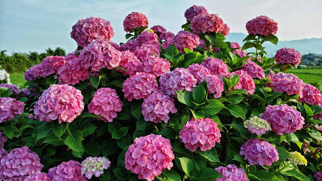 Atvadīšanās no hortenzijām?: Kāpēc daži dārznieki iesaka tās vairs nestādīt.