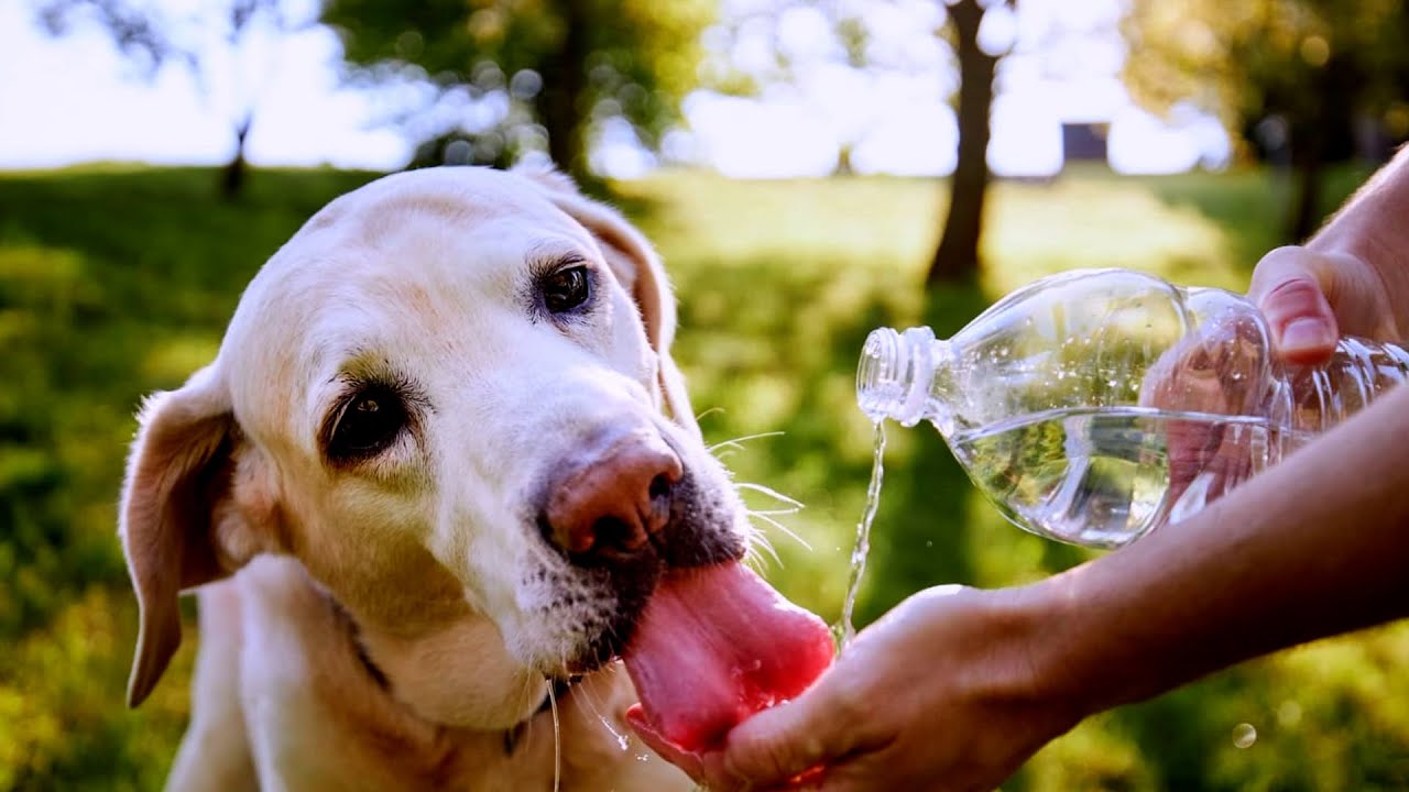 10 padomi, kā vasarā rūpēties par suni un pasargāt to no karstuma