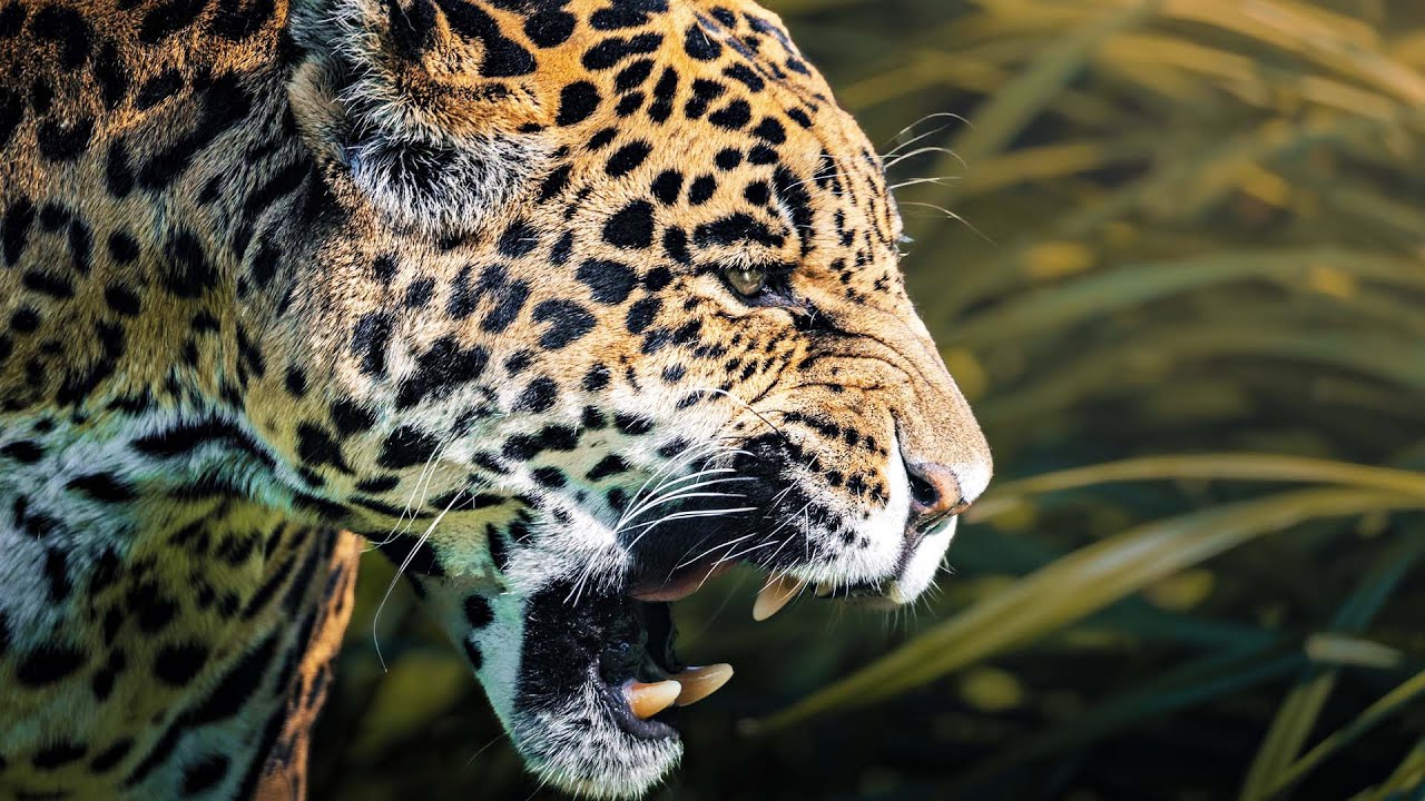 Jaguar un puma: kā divi lielākie plēsēji spēj sadzīvot vienā teritorijā?