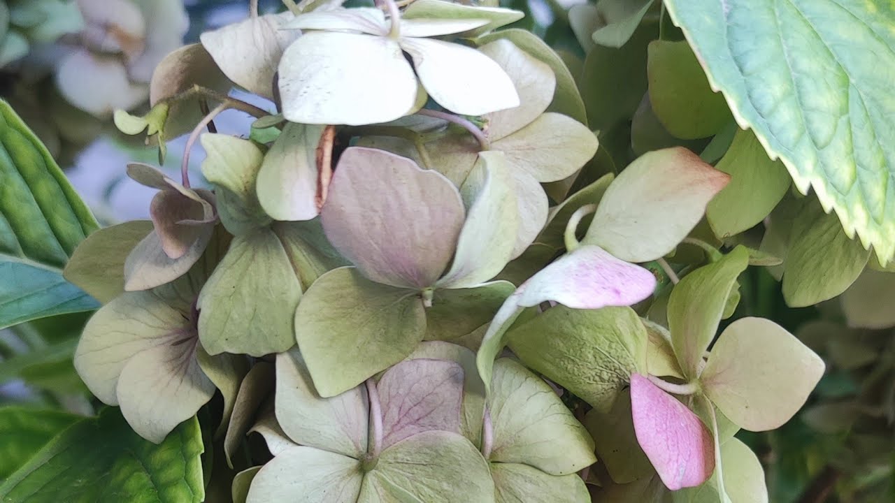 Atvadīšanās no hortenzijām?: Kāpēc daži dārznieki iesaka tās vairs nestādīt.