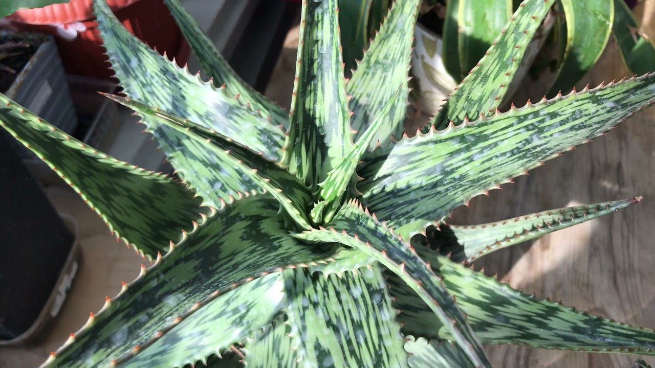 Alvaro Pedrera, augu eksperts: «Lielākā kļūda, ko varam pieļaut ar alveju, ir neievietot to ēnā».