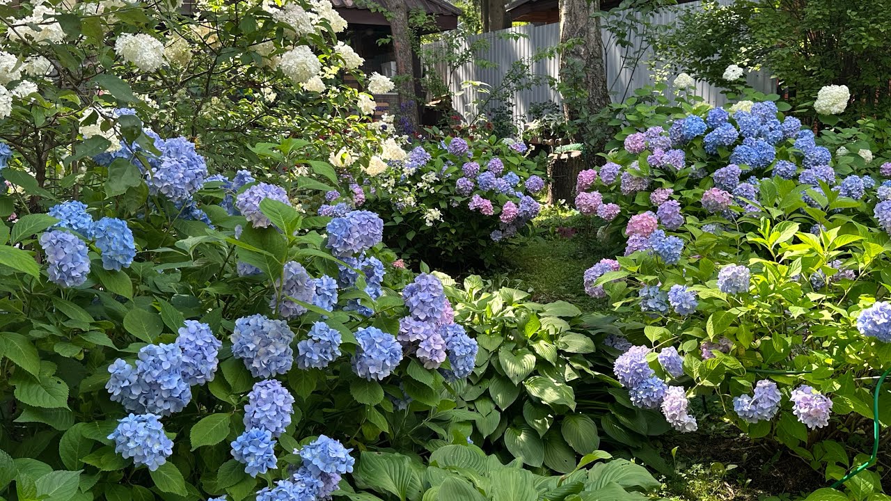 Atvadīšanās no hortenzijām?: Kāpēc daži dārznieki iesaka tās vairs nestādīt.