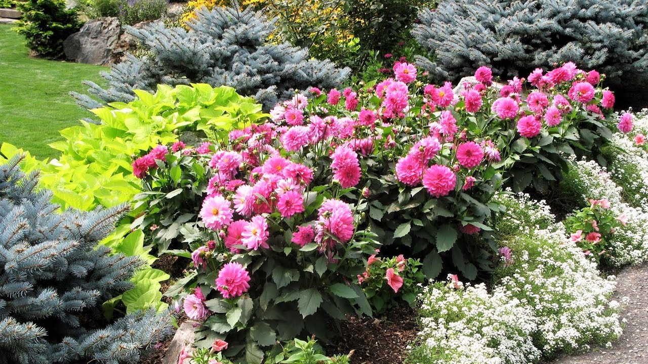 Kādi 5 augi nodrošinās ēnu jūsu dārzā vai terasē?