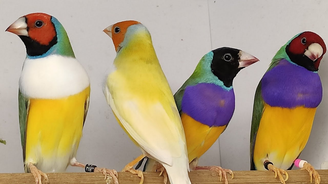 Dekoratīvie putni — neredzamie „petisma” varoņi.