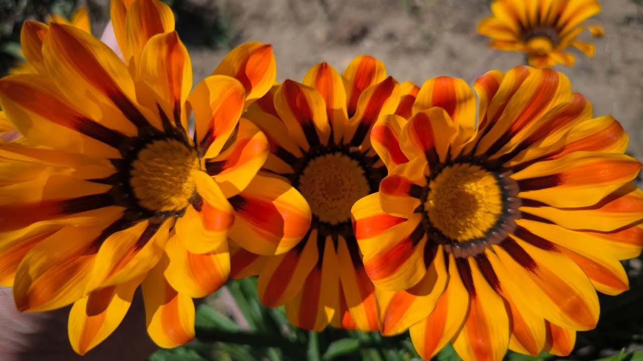 Trīs augi, kurus vērts stādīt janvārī, lai varētu baudīt ziedu dārzu: tie ir izturīgi pret karstumu.