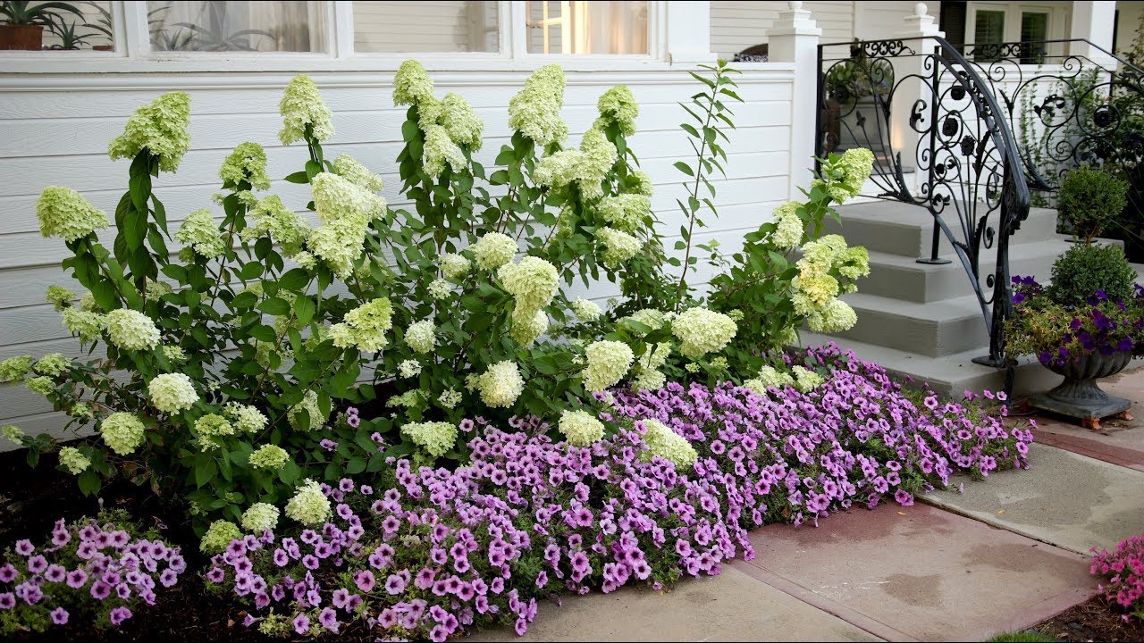 Kādi 5 augi nodrošinās ēnu jūsu dārzā vai terasē?