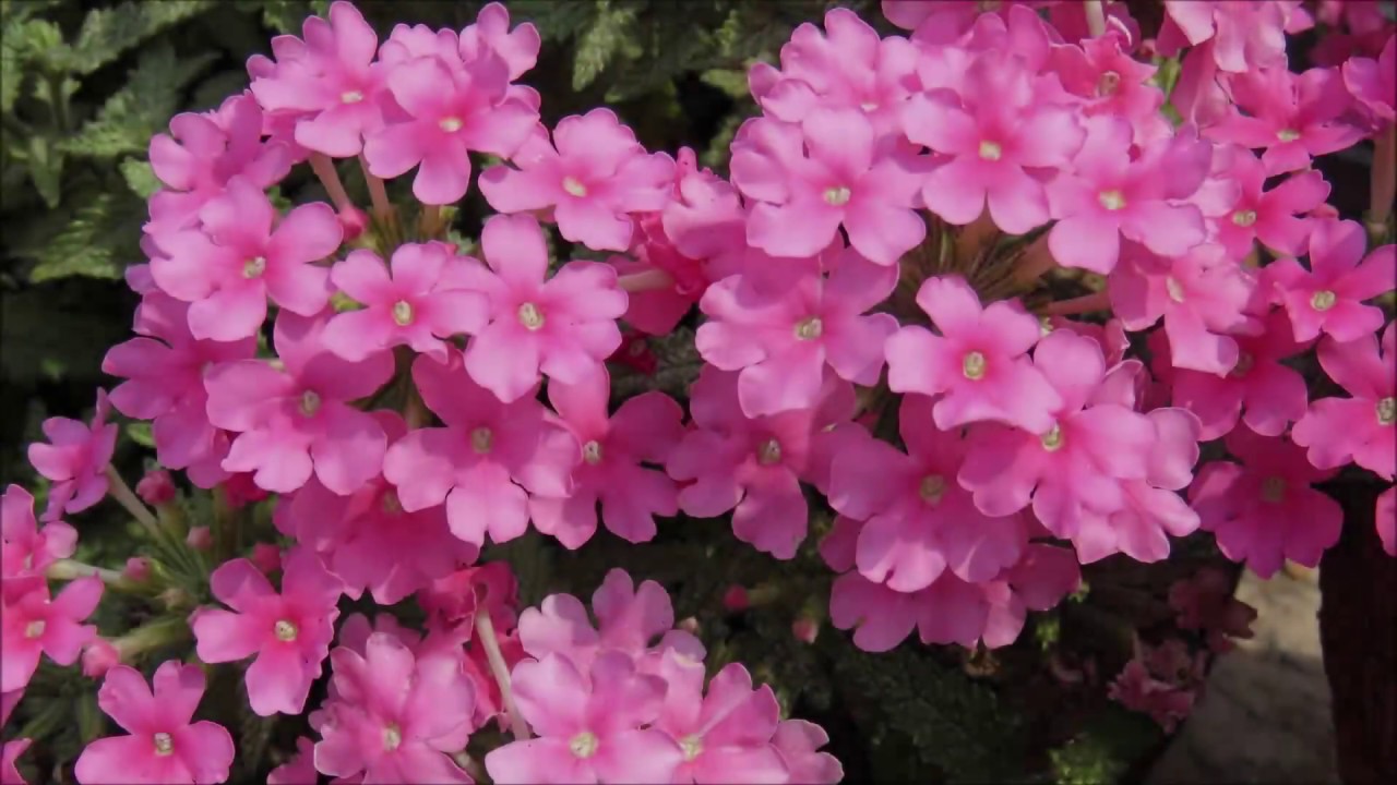 Trīs augi, kurus vērts stādīt janvārī, lai varētu baudīt ziedu dārzu: tie ir izturīgi pret karstumu.