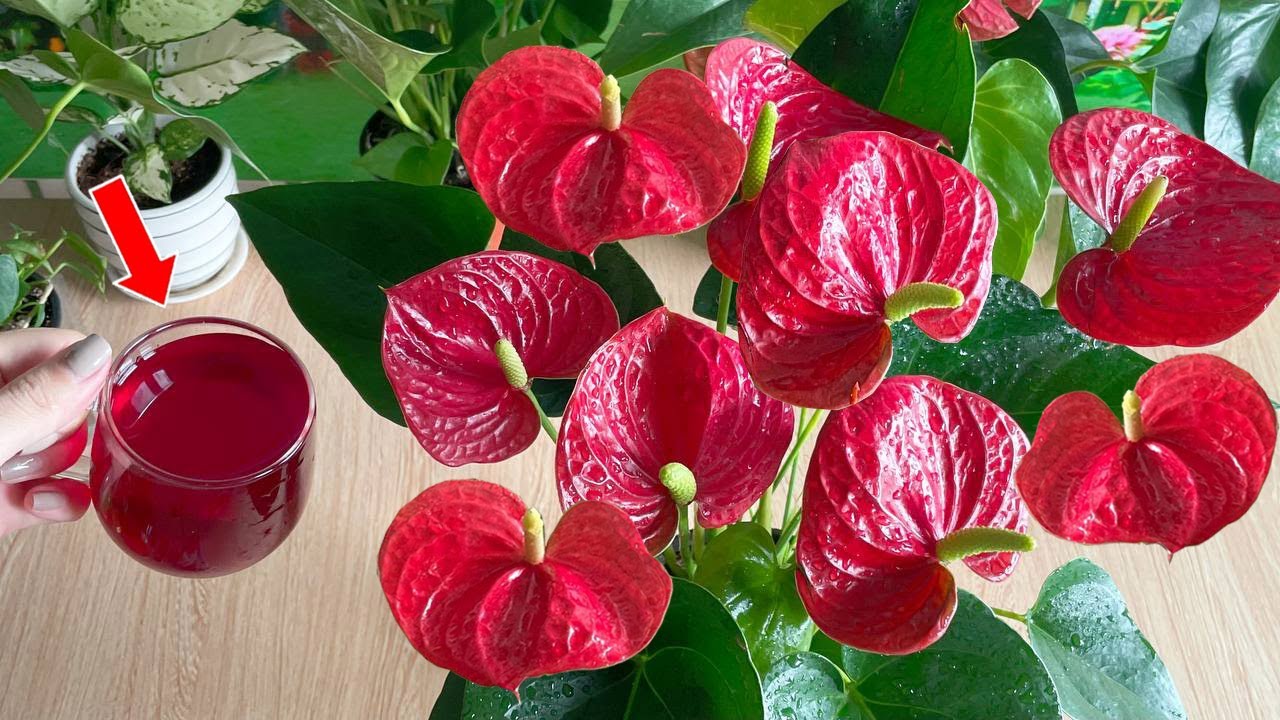 Saskaņā ar ķīniešu kultūru, kur jāstāda sarkanais anthurijs, lai piesaistītu veiksmi un pārpilnību 2026. gadā?