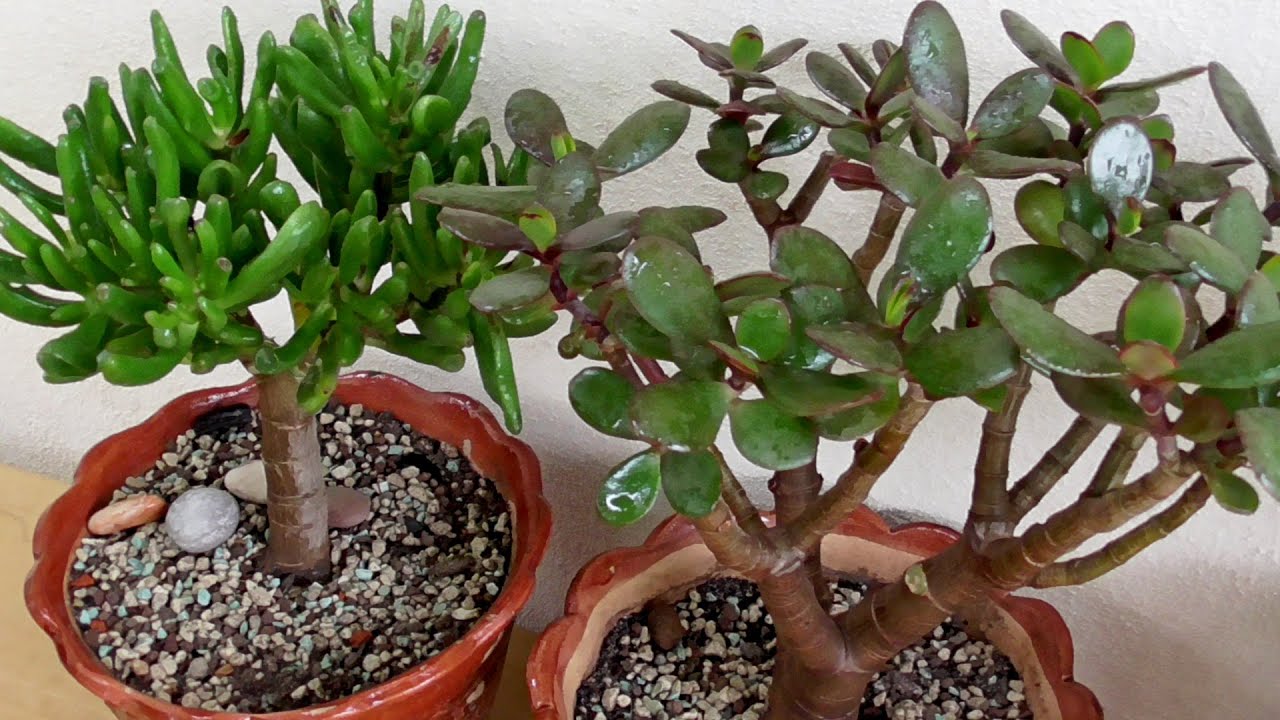 Augs, kas piesaista bagātību, ir ideāli piemērots stādīšanai janvārī.