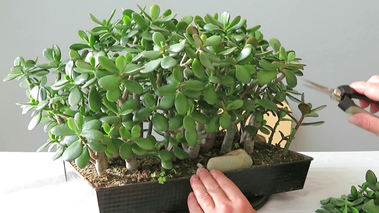 Augs, kas piesaista bagātību, ir ideāli piemērots stādīšanai janvārī.