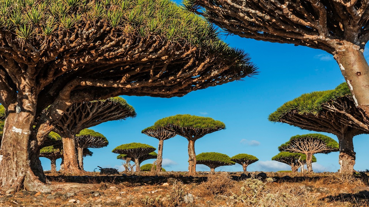 Sokotra ir vienīgā vieta, kur aug „pūķa asins” koks – dabas pērle, kas ir apdraudēta ar izmiršanu.