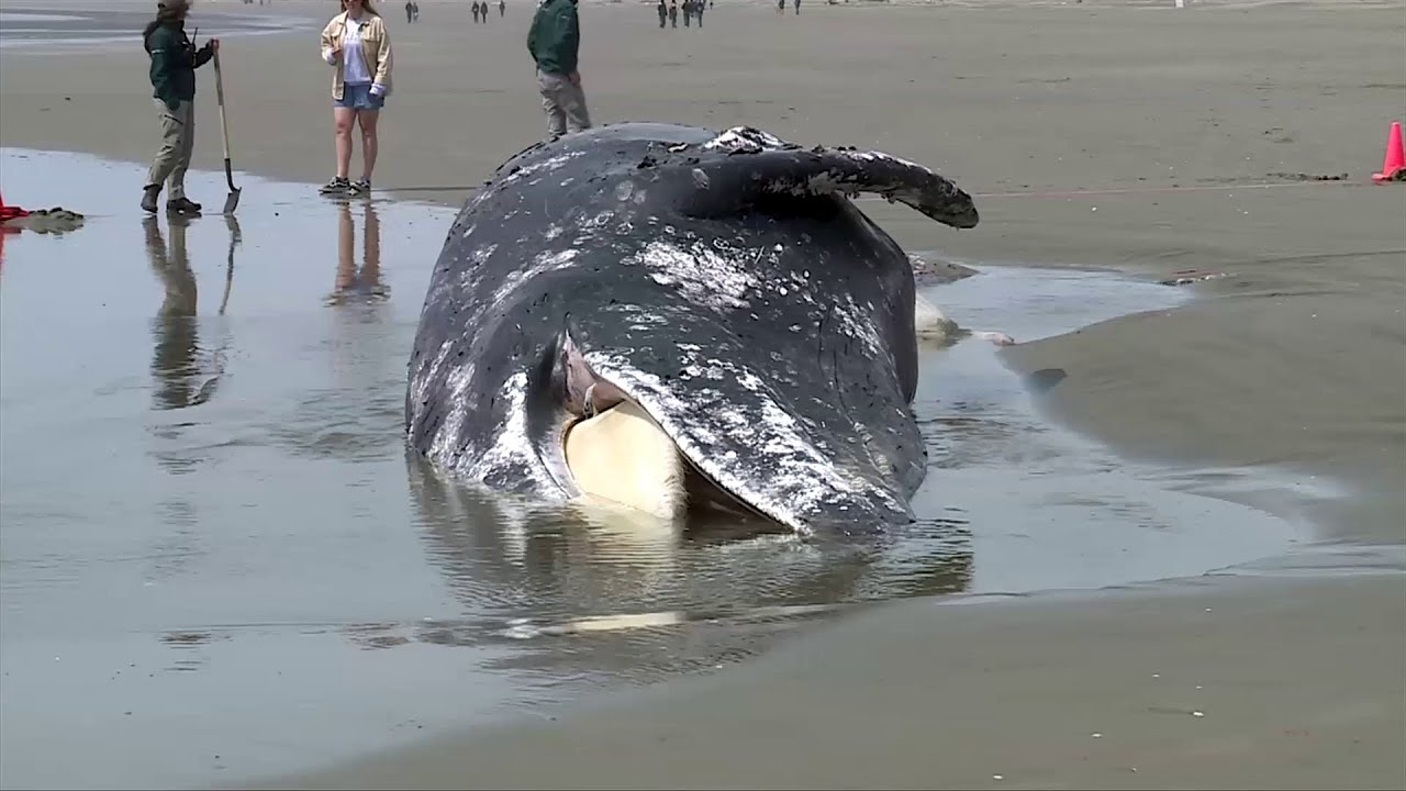 Kad viņu ciema pludmalē atrada mirušu vaļu, iedzīvotāji nolēma to uzspridzināt ar dinamītu. Pēc 55 gadiem viņi joprojām atzīmē šo notikumu.