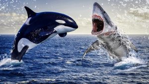 Oficiāli: delfīni un kosatki ir sasnieguši evolūcijas neatgriezenisko punktu un atkal dzīvo uz sauszemes.