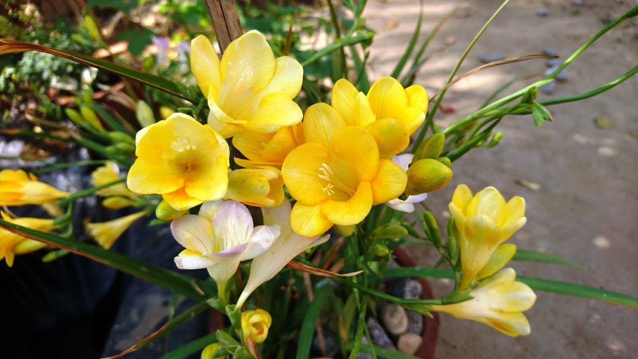 Augs, kas piepildīs jūsu dārzu ar aromātu un ir ideāli piemērots, lai veidotu savus ziedu buķetes.