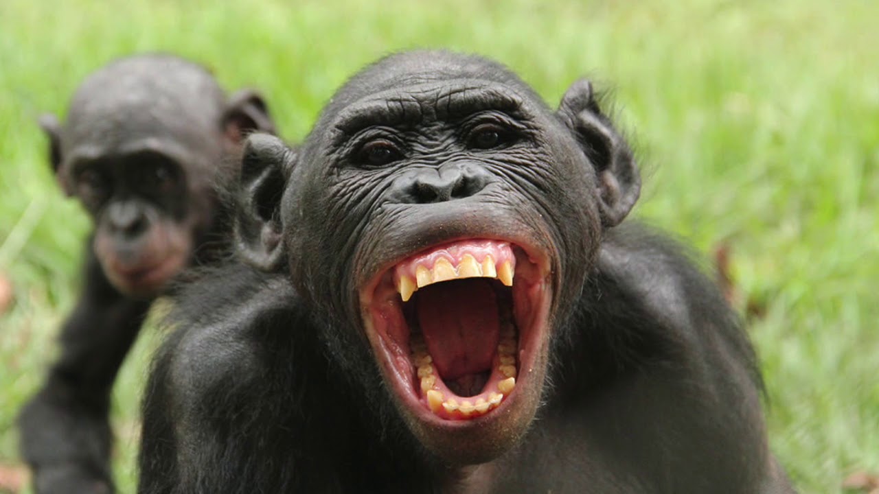 Sensacionāls zooloģisks atklājums: pētījumi liecina, ka šī dzīvnieka valoda ir tikpat sarežģīta kā cilvēka valoda.