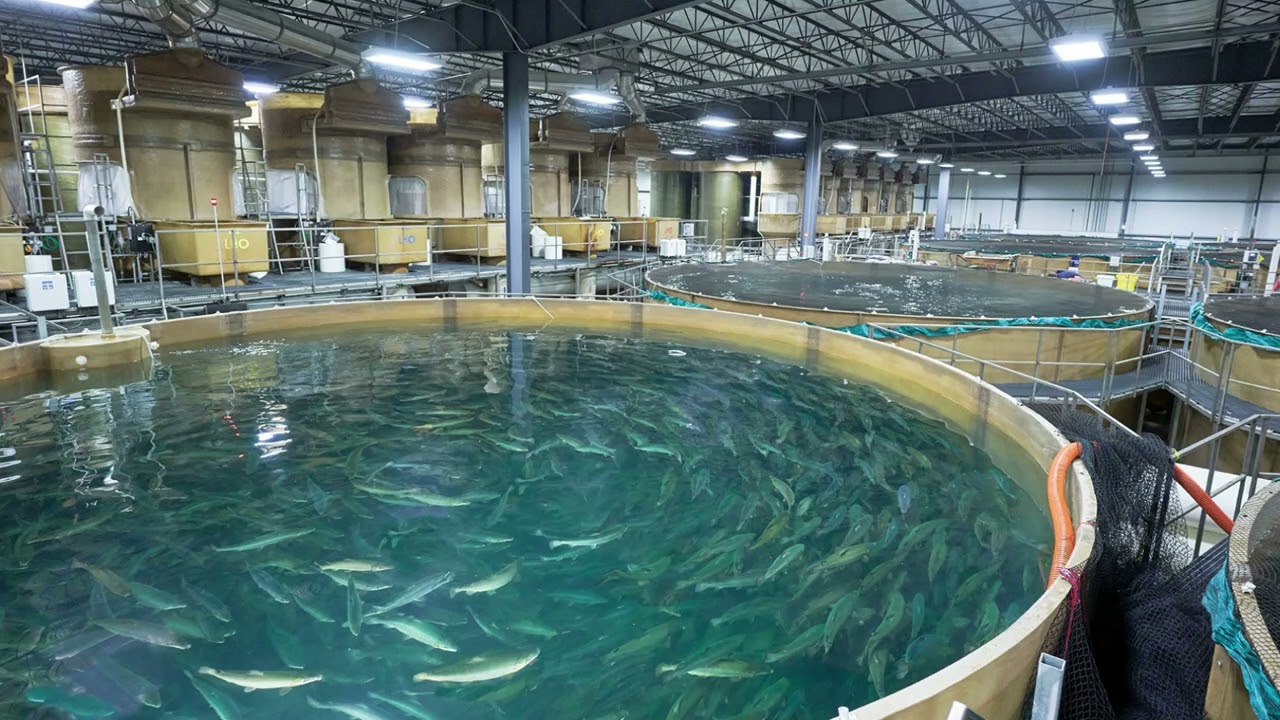 Ķīna ir izstrādājusi tehnoloģiju, kas ļauj audzēt zivis bez asakām, un ir radījusi revolūciju akvakultūrā.