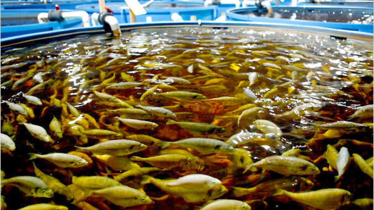 Ķīna ir izstrādājusi tehnoloģiju, kas ļauj audzēt zivis bez asakām, un ir radījusi revolūciju akvakultūrā.