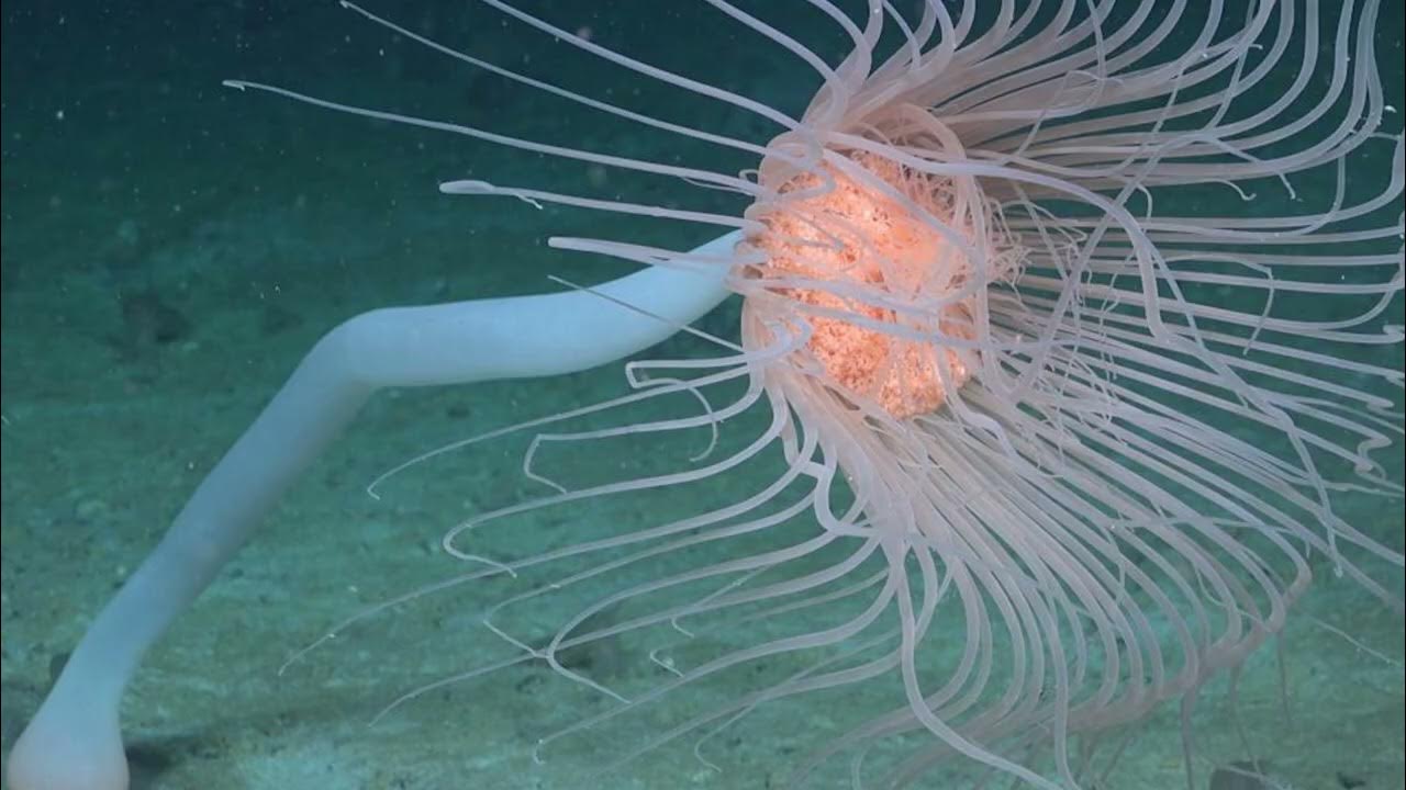Gadsimta atklājums | Antarktīdā atklātie jūras dzīvnieki, kas iepriekš nav sastopami, var pārrakstīt bioloģijas vēsturi.