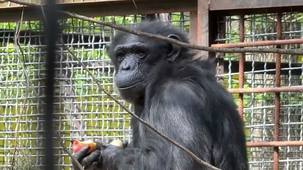 Šimpanzs Ai, kurš atpazina vairāk nekā 100 ķīniešu hieroglifus un angļu alfabētu, nomira 49 gadu vecumā.