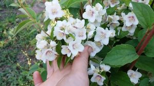 Šis zieds ir ideāli piemērots stādīšanai janvārī un piepildīs visu jūsu dārzu ar aromātu.