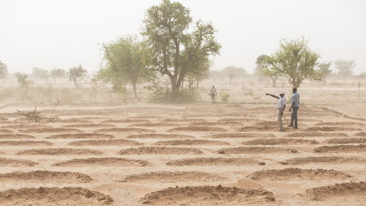 Tie savāc miglu Sahāras tuksnesī un ražo tūkstošiem litru ūdens bez lietus.