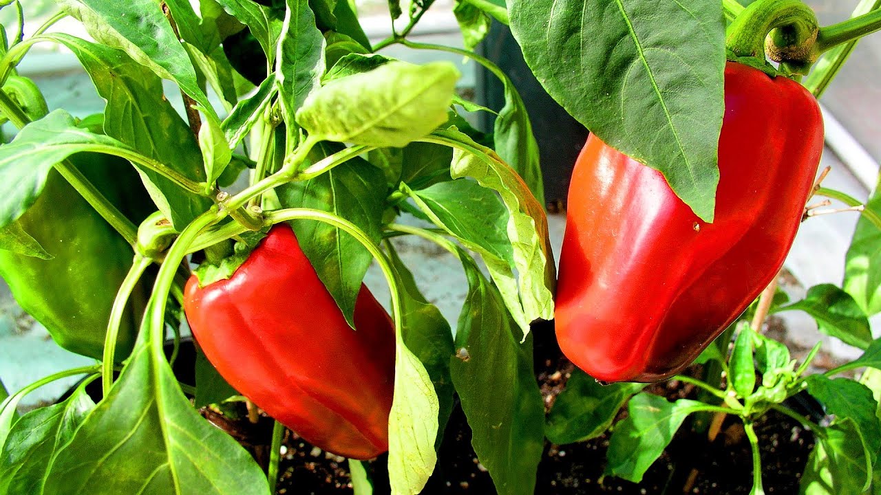 Neizmetiet bulgāru piparu sēklas, tās ir īsts dārgums: kā tās atkārtoti izmantot un gūt no tām maksimālu labumu.